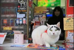 实拍合肥地震，监控下的惊魂时刻，猫咪猛摇乱窜显生灵