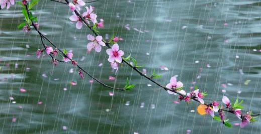 雨送黄昏花易落，在雨声中寻找诗意与宁静