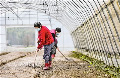 从采摘到餐桌的全攻略