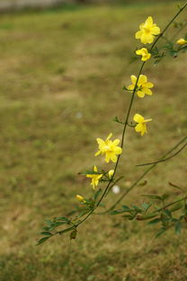 留住秋日的芬芳